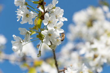 Blossoming cherries and bee in spring time.