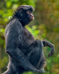 Monkey in jungle at Guembe Park, Santa  Cruz de la Sierra , Bolivia.