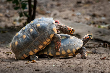 Tortoise in jungle at Guembe Park, Santa  Cruz de la Sierra , Bolivia.