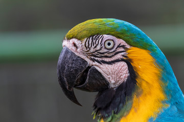 Parrot in jungle at Guembe Park, Santa  Cruz de la Sierra , Bolivia.