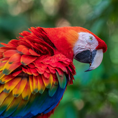Parrot in jungle at Guembe Park, Santa  Cruz de la Sierra , Bolivia.