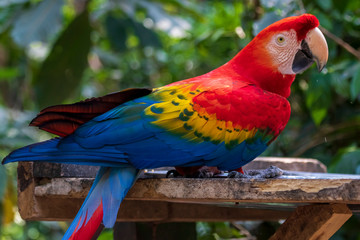 Parrot in jungle at Guembe Park, Santa  Cruz de la Sierra , Bolivia.