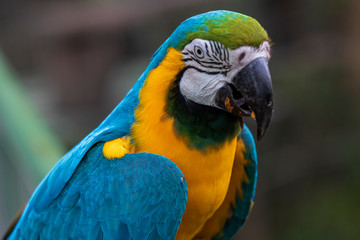 Parrot in jungle at Guembe Park, Santa  Cruz de la Sierra , Bolivia.
