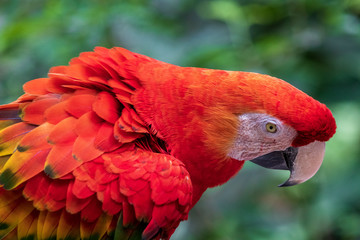 Parrot in jungle at Guembe Park, Santa  Cruz de la Sierra , Bolivia.