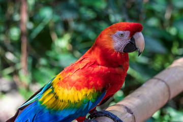Parrot in jungle at Guembe Park, Santa  Cruz de la Sierra , Bolivia.
