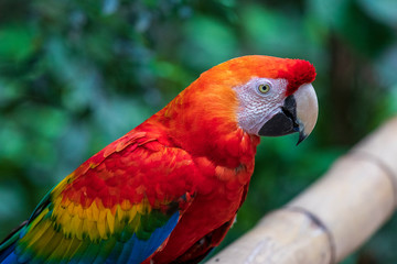 Parrot in jungle at Guembe Park, Santa  Cruz de la Sierra , Bolivia.
