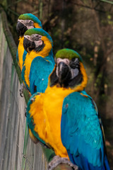 Parrot in jungle at Guembe Park, Santa  Cruz de la Sierra , Bolivia.
