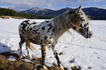 white appaloosa horse in the snow