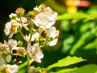 Himalayan blackberry