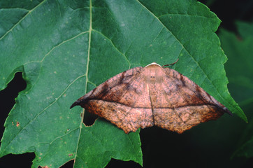 Leaf-Like Moth (Lepidoptera)