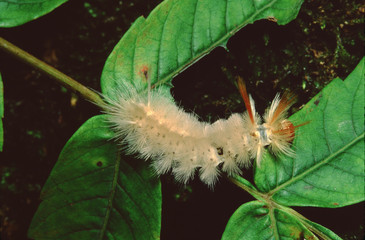 Pale Tiger Moth Caterpillar (Halysidota Tessellaris)