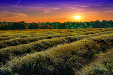 Crops in lavender farm with orange sky background