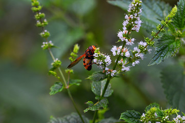 Wespe auf einer Blüte