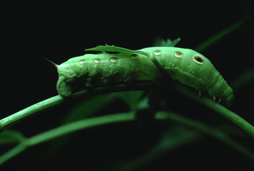Ash Sphinx Moth Caterpillar (Manduca Jasminearum)