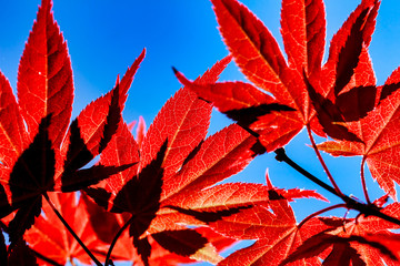 Red Japanese Maple Leaves sunlit and presented against a blue backdrop.