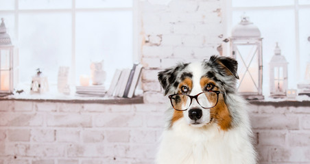Süßer Hund mit einer Brille auf der Nase sitzt in einem Zimmer und schaut mit schlauen Blick in die Kamera - obrazy, fototapety, plakaty