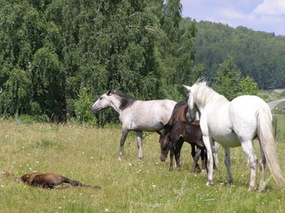 Obraz premium herd of horses on a pasture