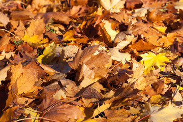 Dry foliage fallen