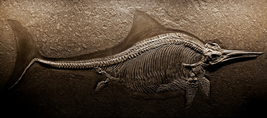 Fossile