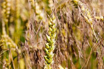 Fototapeta premium yellowing wheat in summer