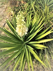 Fototapeta premium top view of an colorfull isolated beautiful and romantic fresh and growing flower and dark green leaves in the background 