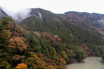 東京 奥多摩 紅葉