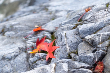 紅葉狩り