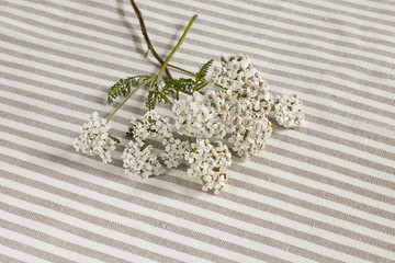 Vintage White Flowers On Textile