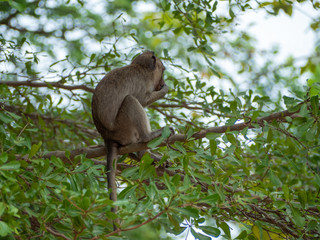 A monkey on the tree