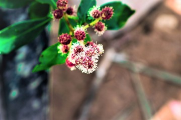 beautiful small white flowers with green leaves 