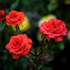 Roses in garden. Flowers of roses in park.
