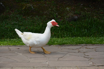 Duck  walks in the park, Black Lake, Gramado, Brazil