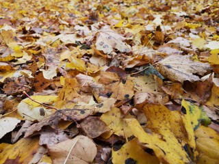  autumn leaves on the ground in a park