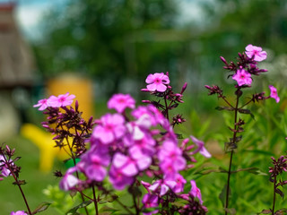 Phlox in summer in the garden, Russia.