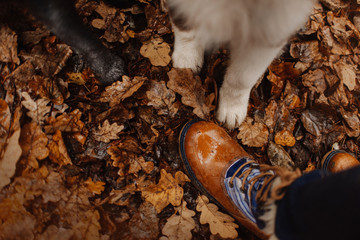 top view of paws and a boot in autumn leaves