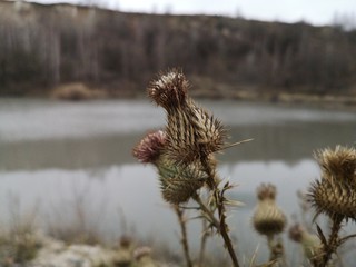  dry burdock by the lake in the quarry