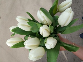 Fototapeta premium spring bouquet of white tulips