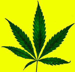 big green marijuana leaf on yellow background