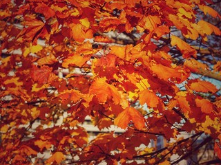 feuillage d'une belle couleur orange en automne