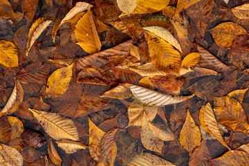 Autumn Leaves Background. Colorful autumn