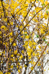 Yellow blossoming forsythia bush in a garden