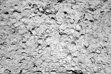 Shell rock stone close-up in black and white.