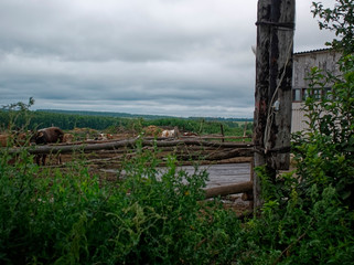 street corral with cows in summer, Russia.