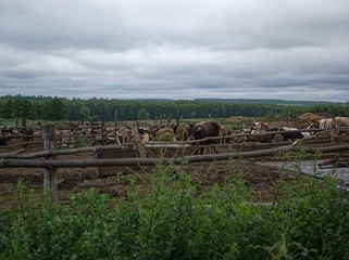 street corral with cows in summer, Russia.