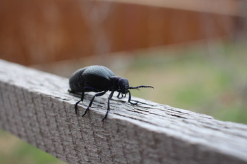 a large black beetle with stiff legs crawling pest