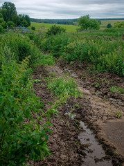 Fototapeta na wymiar mud near a farm with cows, Russia.