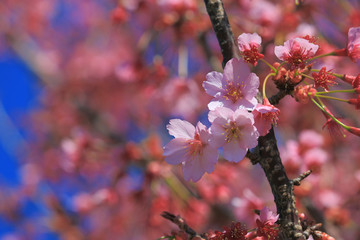 Cherry blossoms blooming in spring in Japan