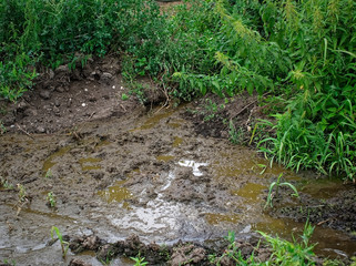 mud near a farm with cows, Russia.