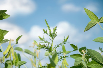 A ragweed plant blooming in a soybean field against a blue sky. Plants that cause allergies. Selective focus.