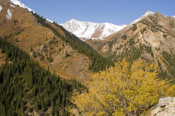 Picturesque autumn mountain landscape: a tree with yellow foliage, evergreen spruce and mountain peak with a snow cap, Kyrgyzstan